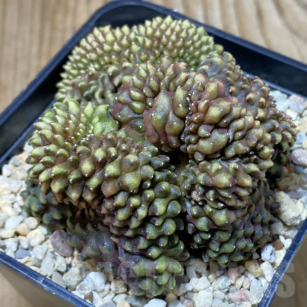 SH2357 Gymnocalycium mihanovichii 'inermis' f. cristata