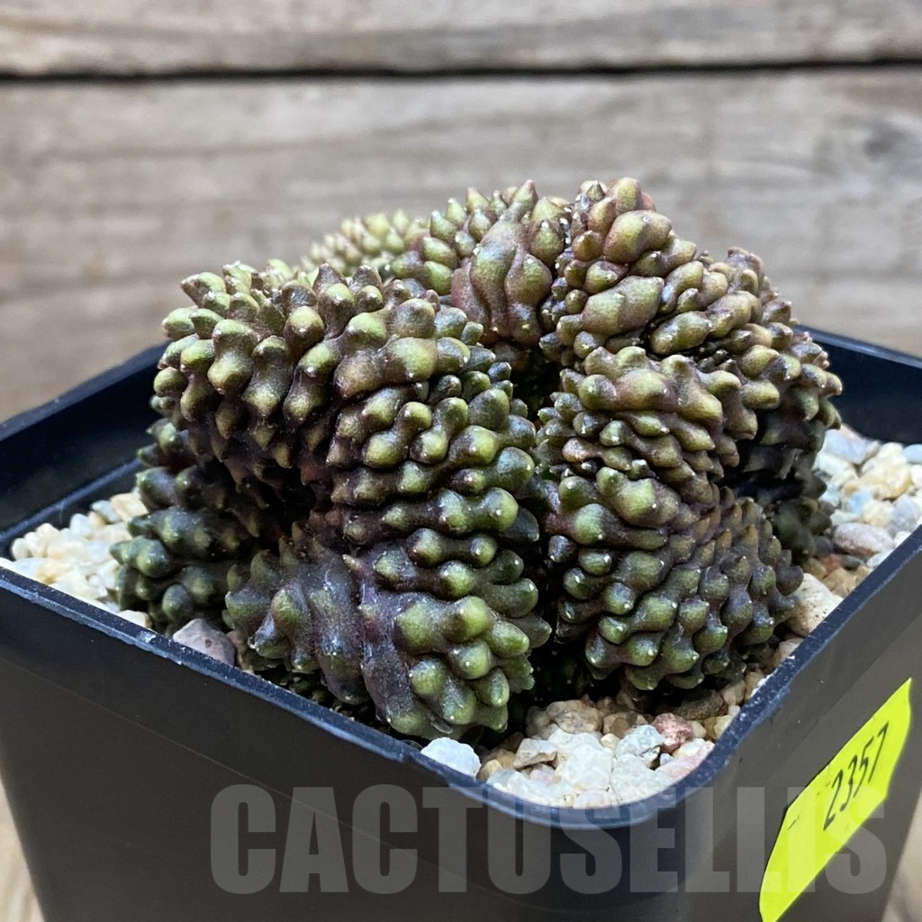 SH2357 Gymnocalycium mihanovichii 'inermis' f. cristata - Image 3