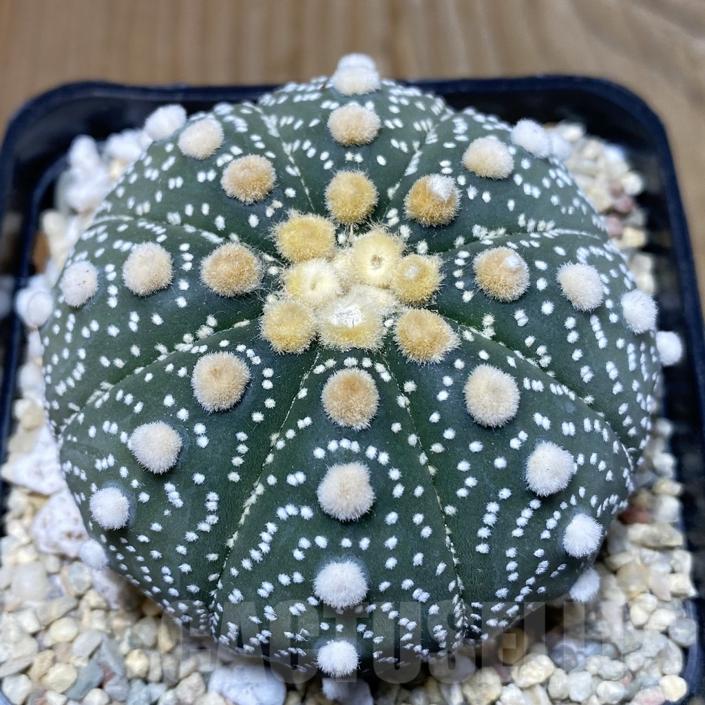 SH2344 Astrophytum asterias ‘Super Kabuto’ ‘Akabana’ clon 10 - Image 2