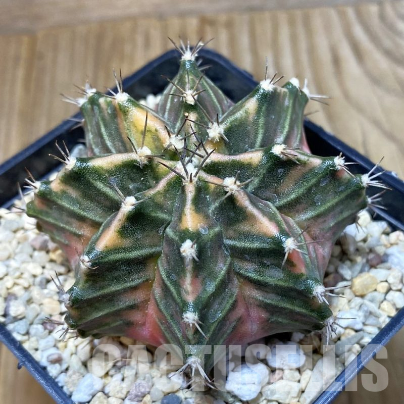 SH2360 Gymnocalycium mihanovichii f. variegata, seedling