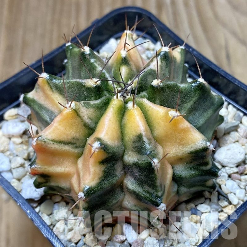 SH2361 Gymnocalycium mihanovichii f. variegata, seedling