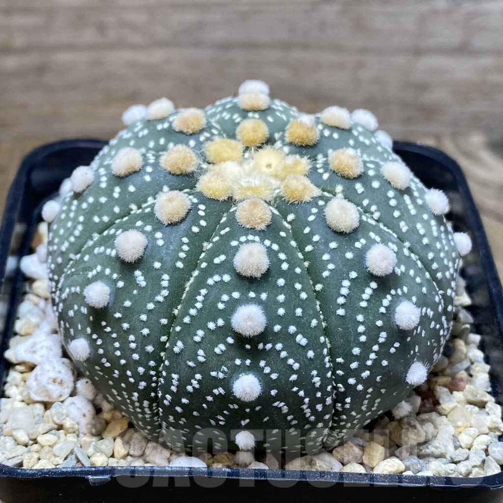 SH2344 Astrophytum asterias ‘Super Kabuto’ ‘Akabana’ clon 10 - Image 3