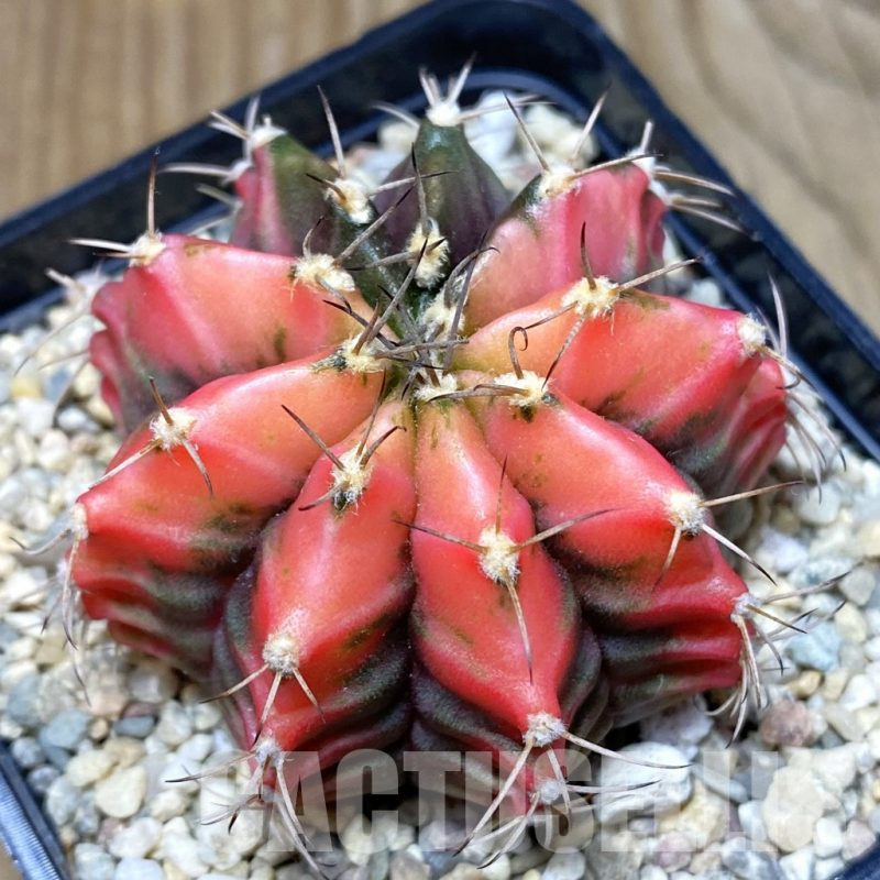 SH2362 Gymnocalycium mihanovichii f. variegata, seedling