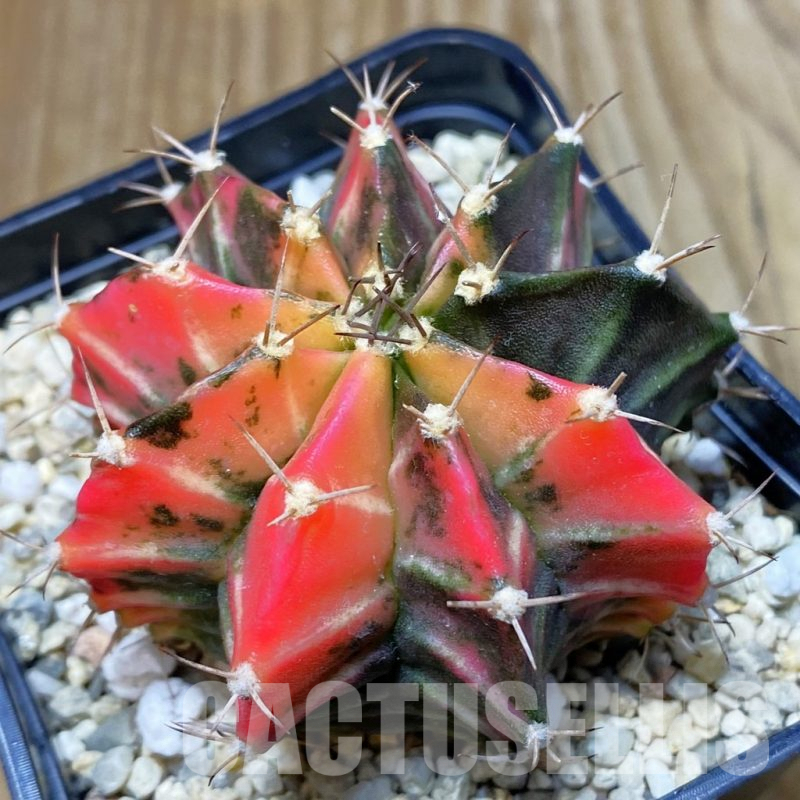SH2363 Gymnocalycium mihanovichii f. variegata, seedling