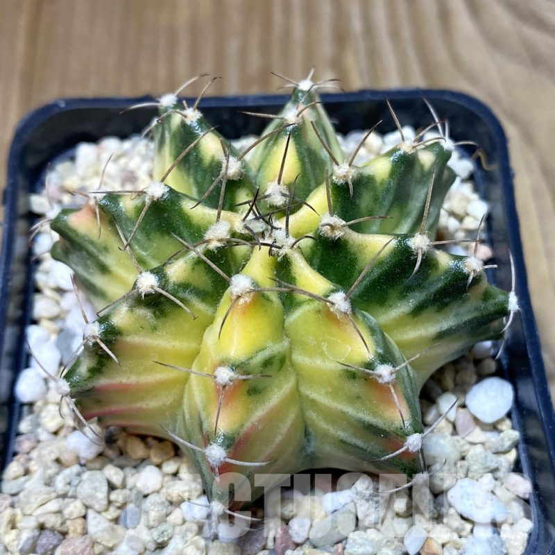 SH2365 Gymnocalycium mihanovichii f. variegata, seedling