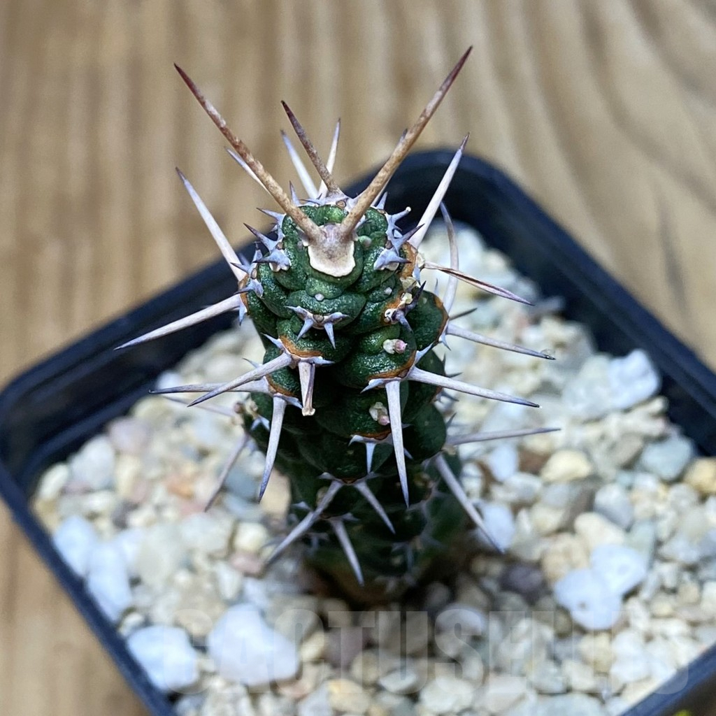 SH2372 Euphorbia ellenbeckii - Image 2