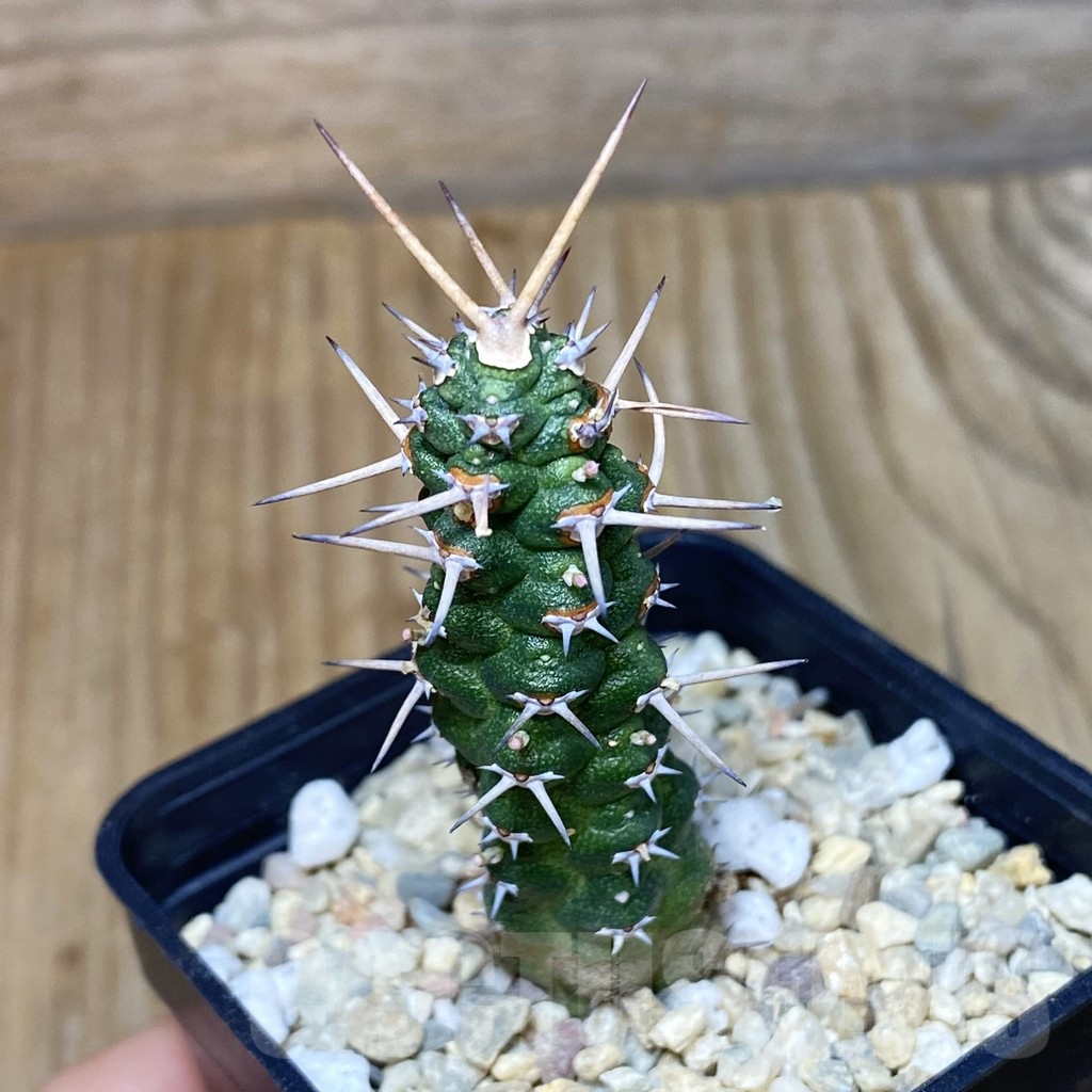 SH2372 Euphorbia ellenbeckii - Image 3