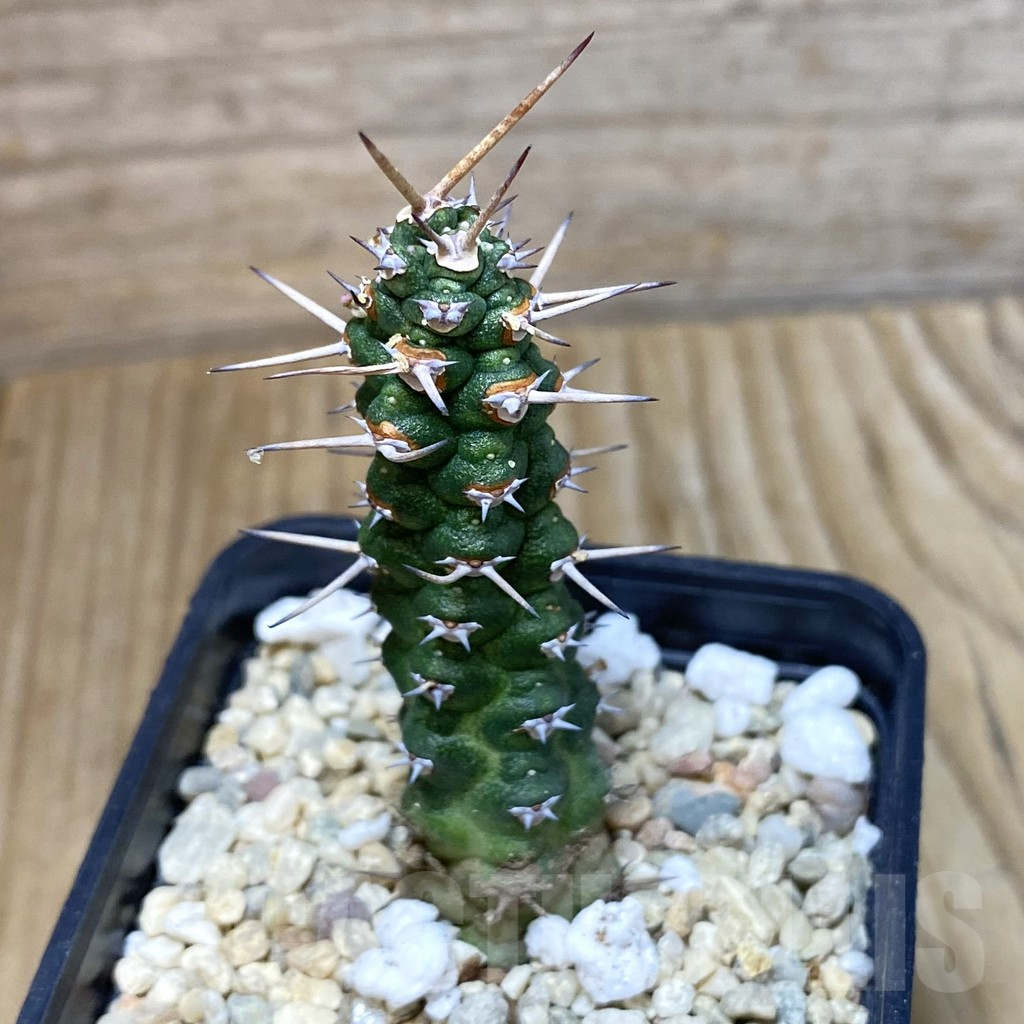 SH2372 Euphorbia ellenbeckii