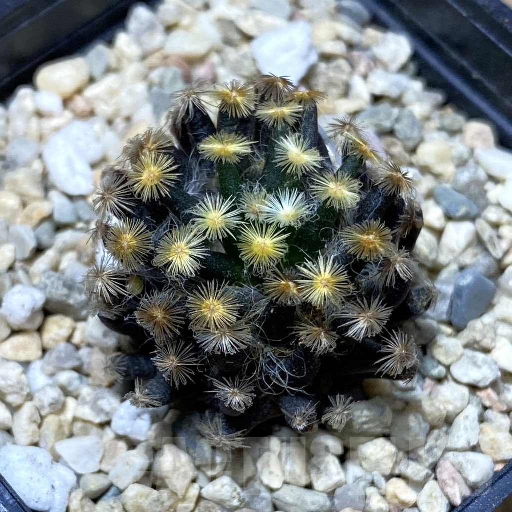 SH2374 Mammillaria schiedeana ‘Kuro Hada’, seedling