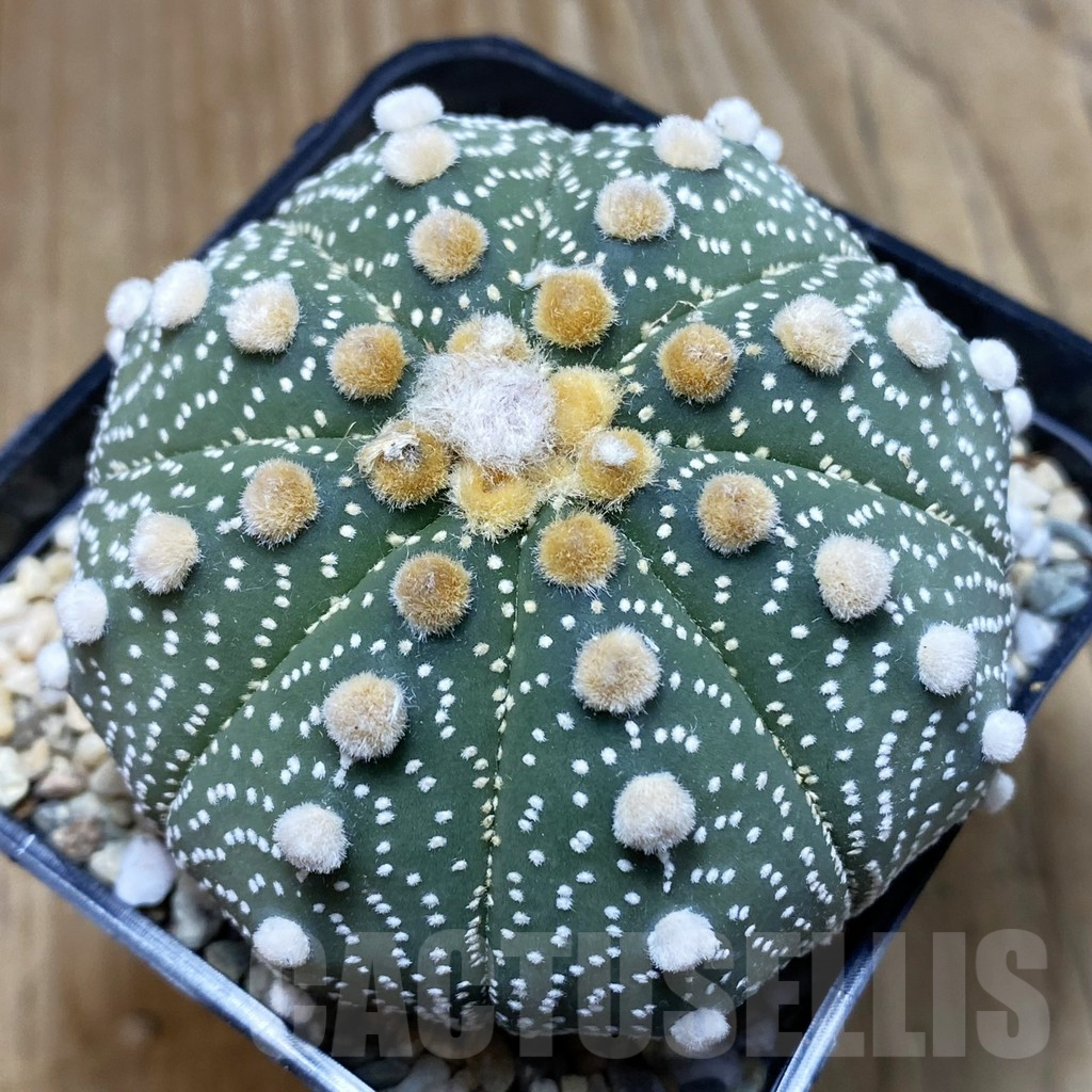 SH2557 Astrophytum asterias ‘Super Kabuto’ ‘Akabana’ clon 24 - Obrázek 2