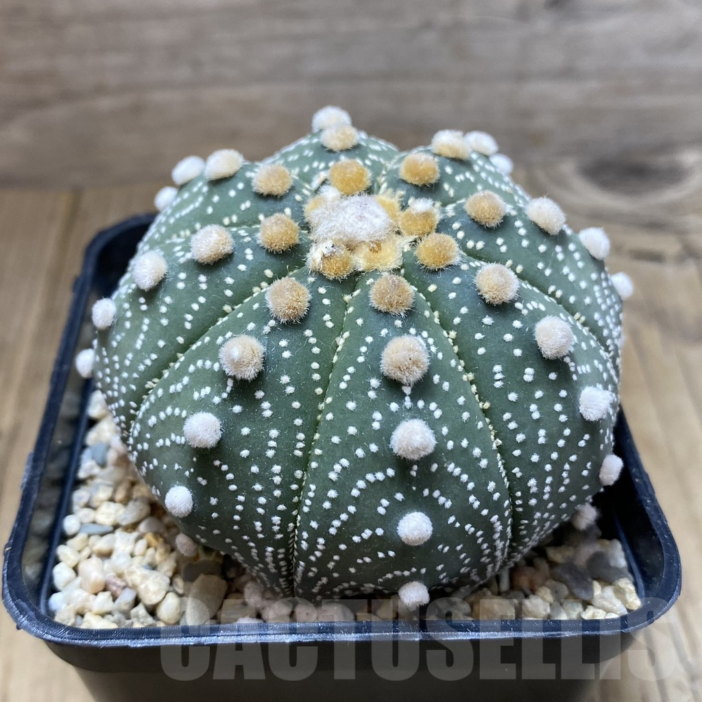 SH2557 Astrophytum asterias ‘Super Kabuto’ ‘Akabana’ clon 24 - Obrázek 3