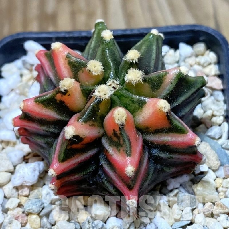 SH2600 Gymnocalycium mihanovichii f. variegata hybrid, seedling