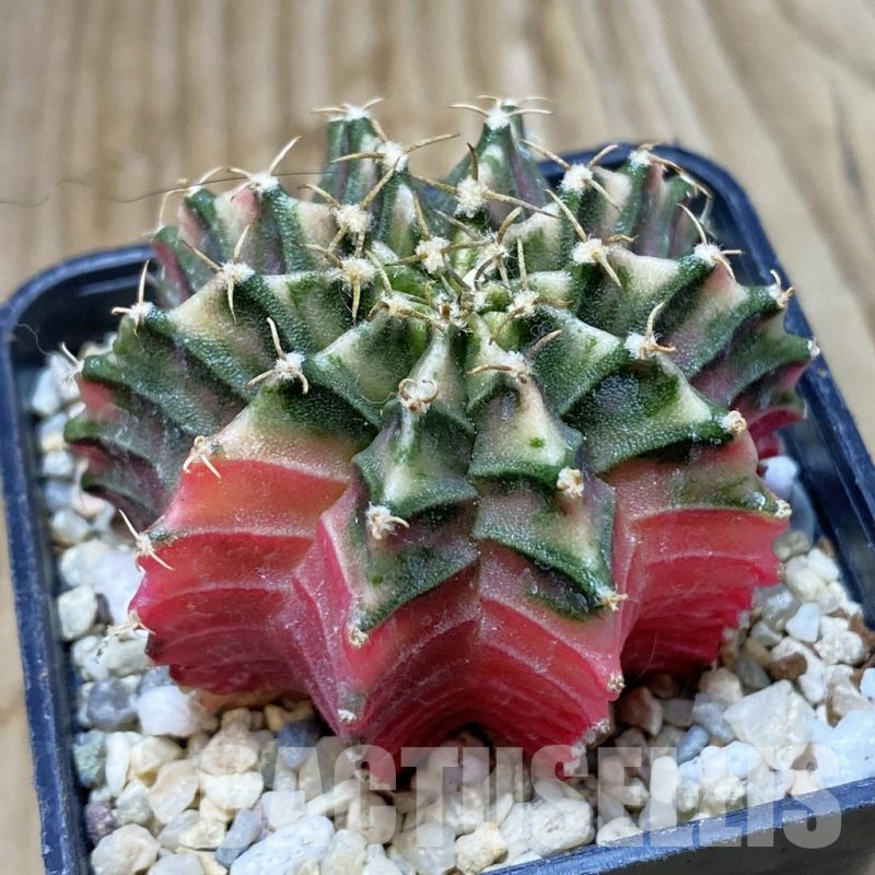 SH2601 Gymnocalycium friedrichii f. variegata, seedling