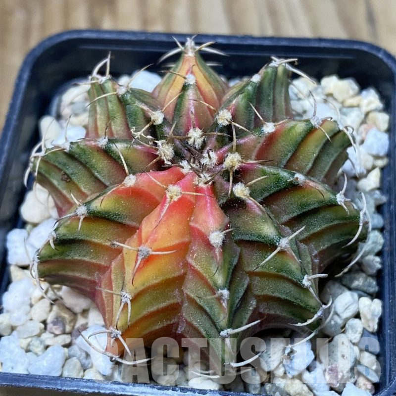 SH2603 Gymnocalycium friedrichii f. variegata, seedling
