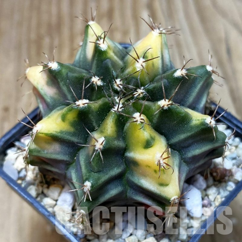 SH2610 Gymnocalycium mihanovichii ‘Root Beer’