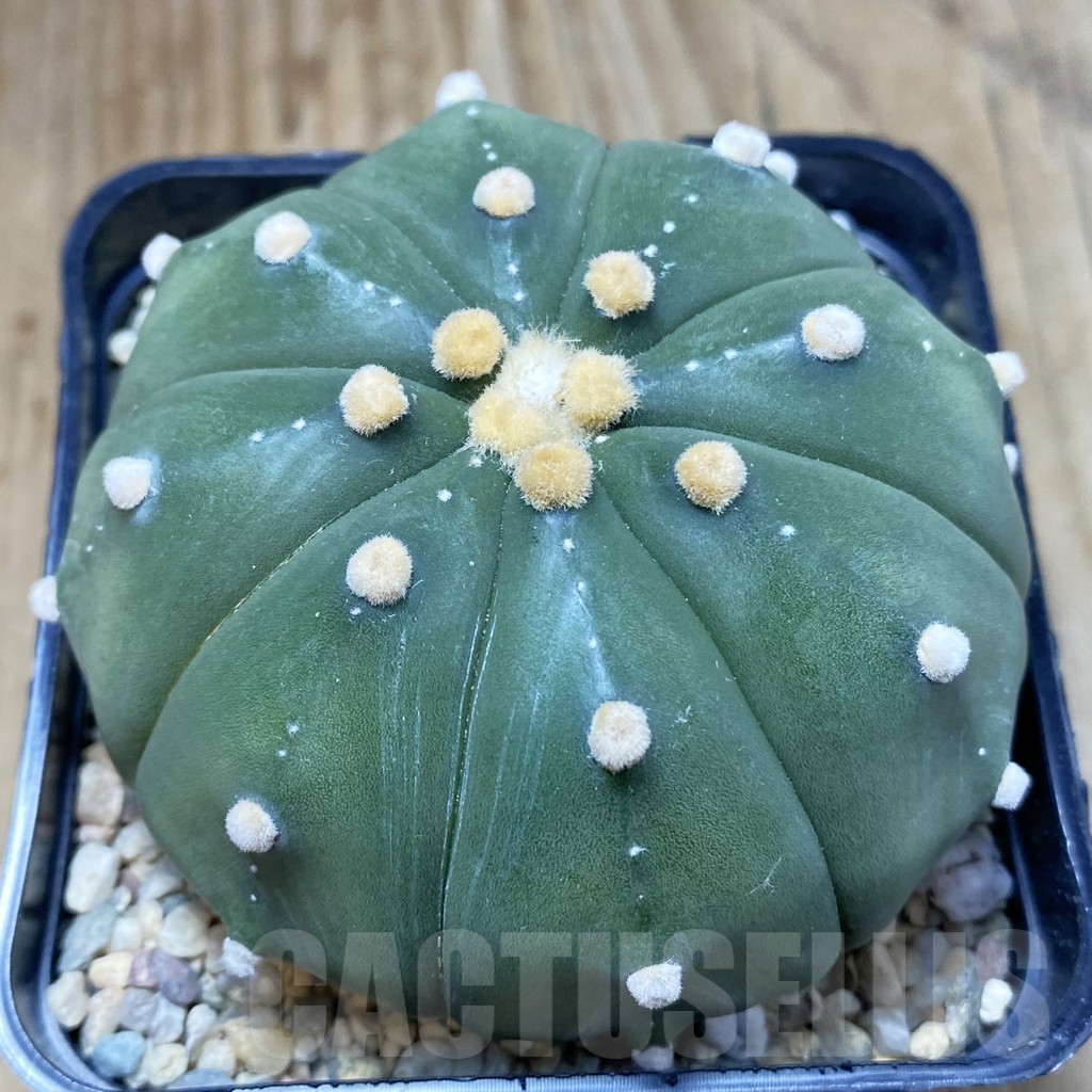 SH2559 Astrophytum asterias ‘Super Kabuto’ ‘Akabana’ clon 12