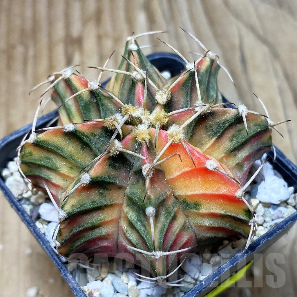 SH2612 Gymnocalycium friedrichii f. variegata, seedling