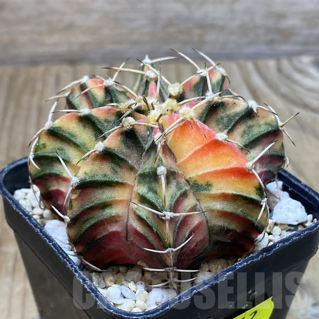 SH2612 Gymnocalycium friedrichii f. variegata, seedling - immagine 2