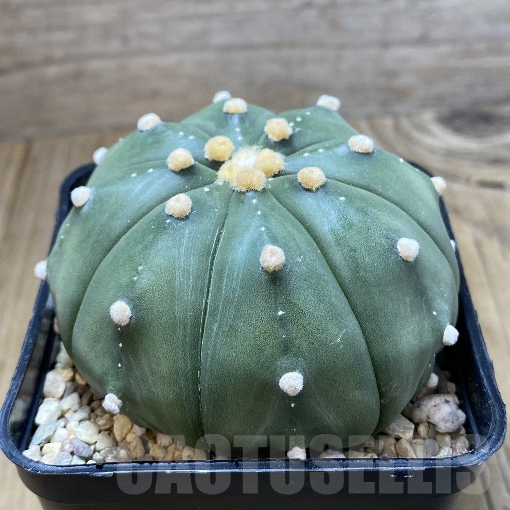 SH2559 Astrophytum asterias ‘Super Kabuto’ ‘Akabana’ clon 12 - Image 4