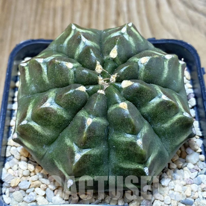 SH2565 Gymnocalycium mihanovichii 'Day Dream', seedling