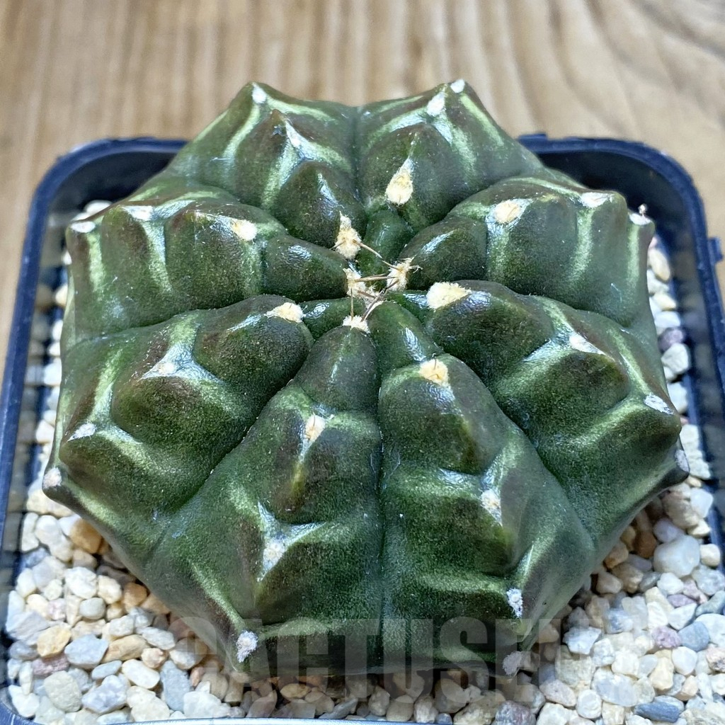SH2565 Gymnocalycium mihanovichii 'Day Dream', seedling