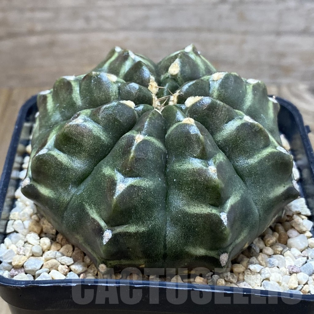 SH2565 Gymnocalycium mihanovichii 'Day Dream', seedling - Obrázek 2