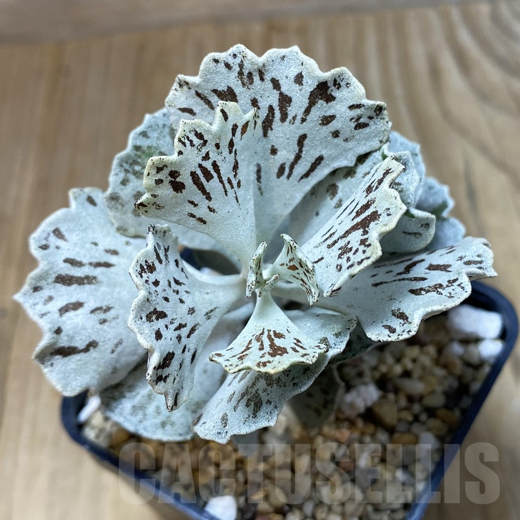 SH2567 Kalanchoe rhombopilosa