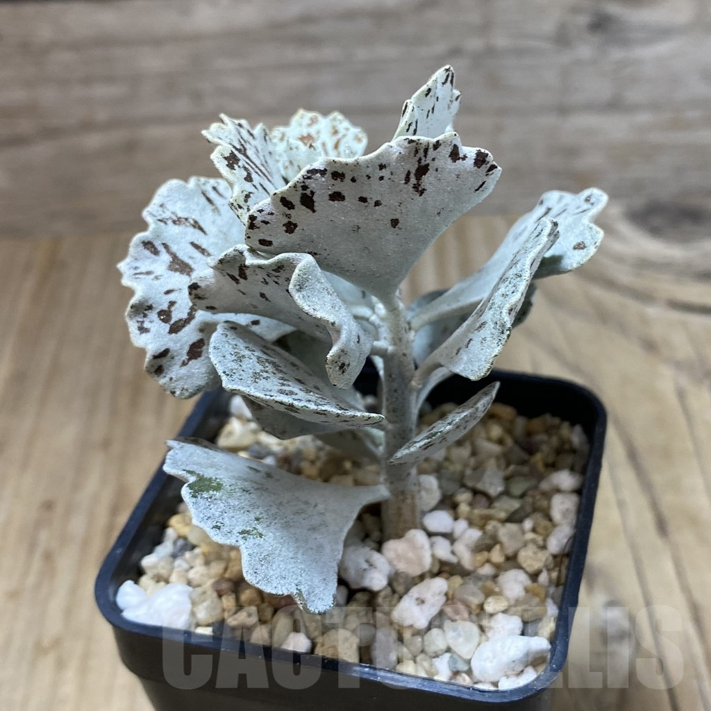 SH2567 Kalanchoe rhombopilosa - Imagen 2