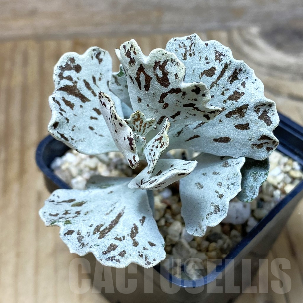 SH2568 Kalanchoe rhombopilosa