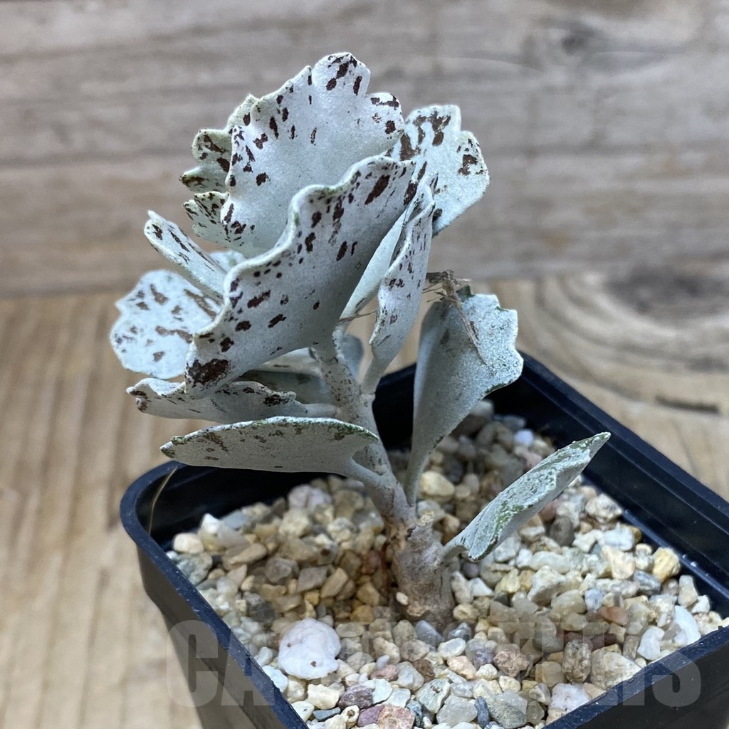 SH2568 Kalanchoe rhombopilosa - Image 2