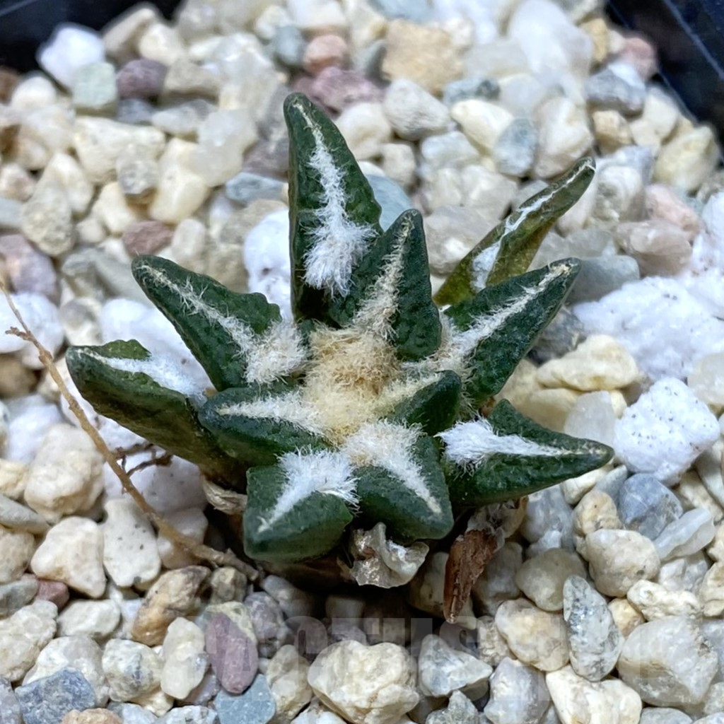 SH2569 Ariocarpus kotschoubeyanus hybrid, seedling, own roots