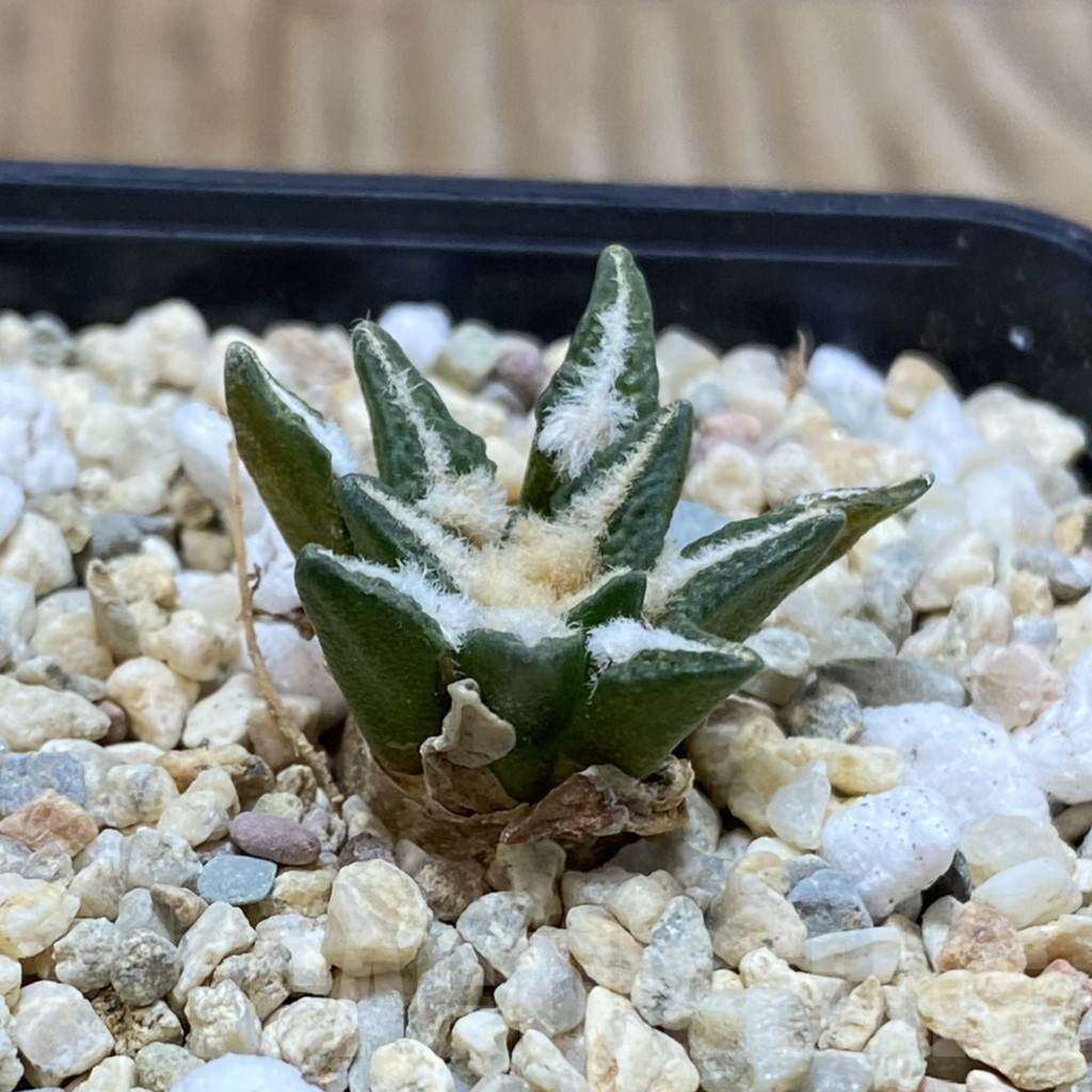 SH2569 Ariocarpus kotschoubeyanus hybrid, seedling, own roots - Image 2