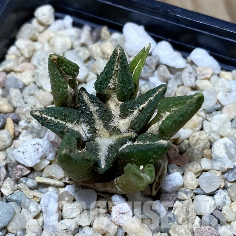 SH2570 Ariocarpus kotschoubeyanus hybrid, seedling, own roots