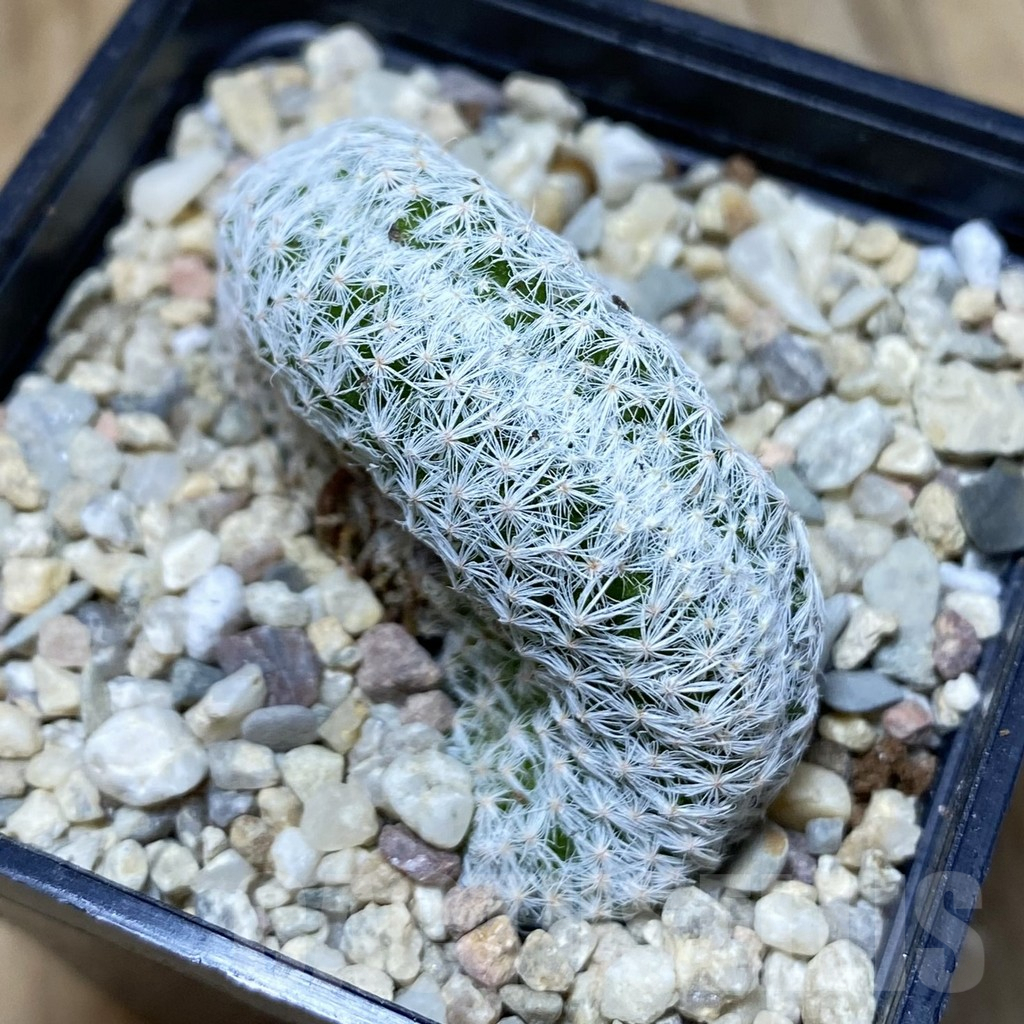 SH2574 Mammillaria humboldtii f. cristata