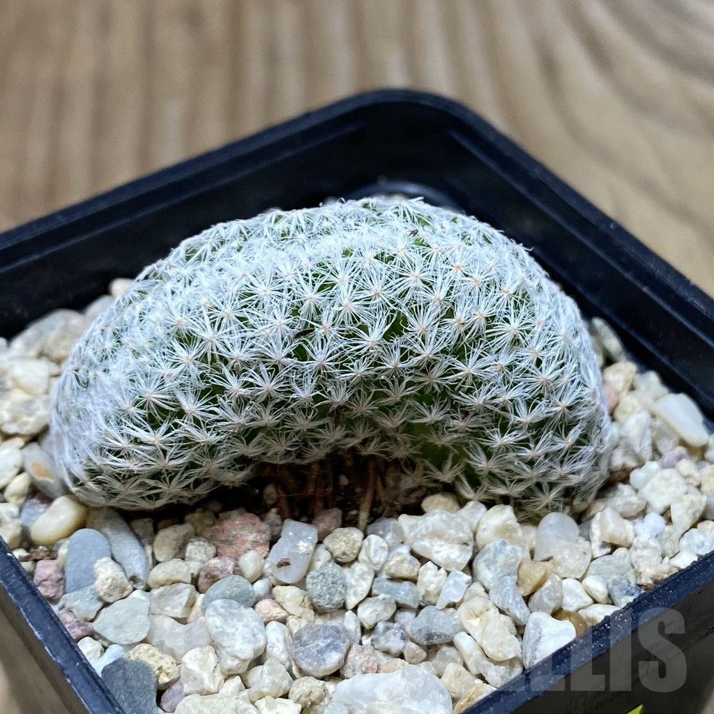 SH2574 Mammillaria humboldtii f. cristata - Image 2