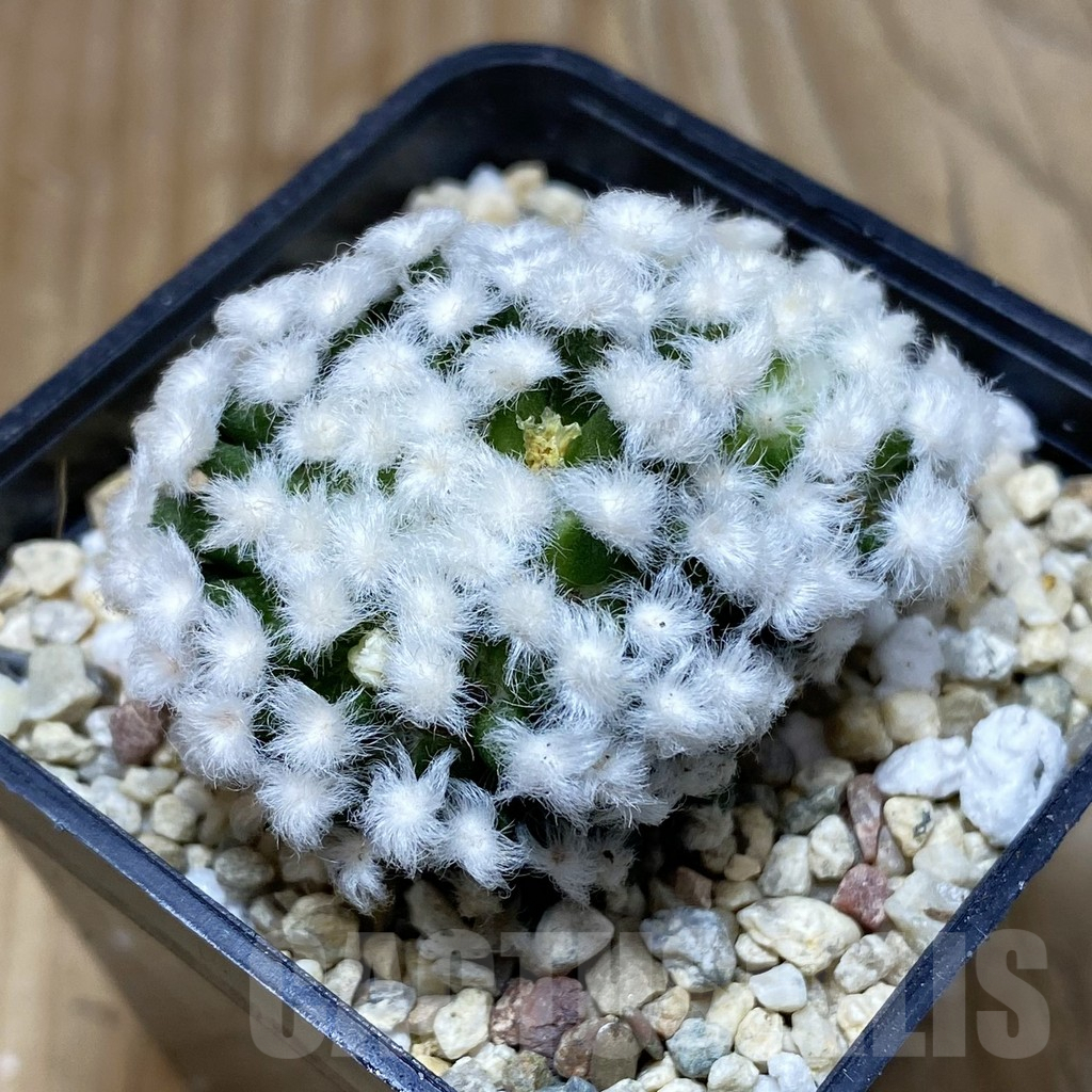 SH2575 Mammillaria plumosa ‘Hanabi’