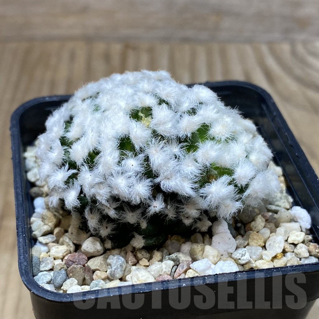 SH2575 Mammillaria plumosa ‘Hanabi’ - Image 2