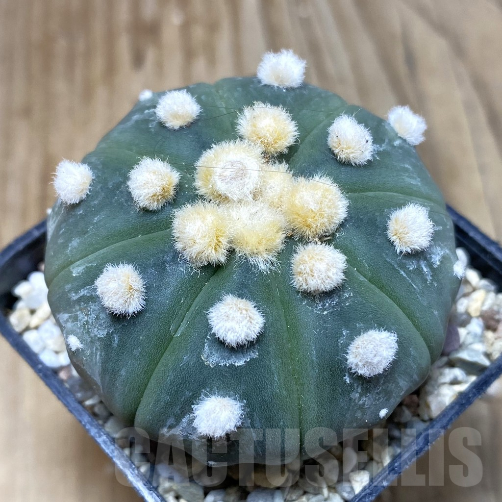 SH2576 Astrophytum asterias 'Ooibo'