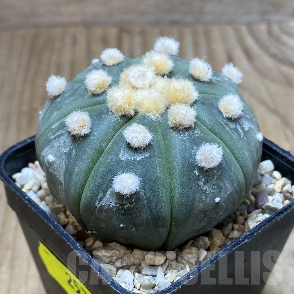SH2576 Astrophytum asterias 'Ooibo' - Image 2