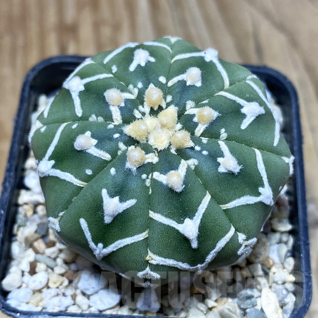 SH2578 Astrophytum asterias ‘Super Kabuto’ V-type f. nudum