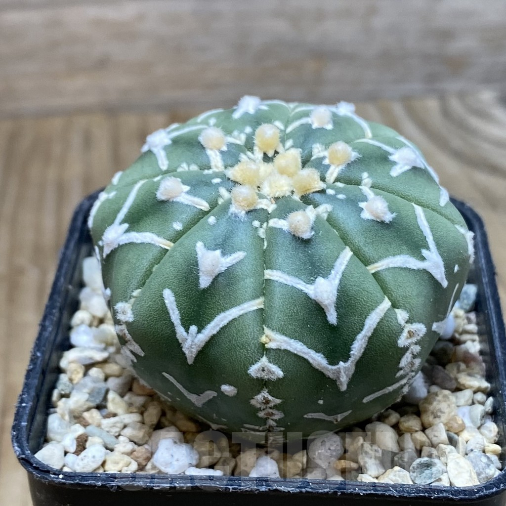 SH2578 Astrophytum asterias ‘Super Kabuto’ V-type f. nudum - Image 2