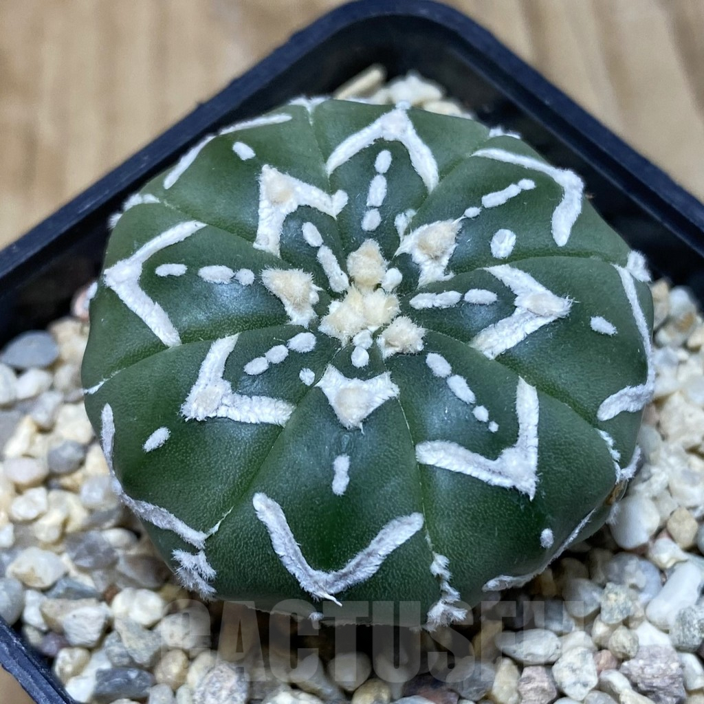 SH2580 Astrophytum asterias ‘Super Kabuto’ V-type f. nudum