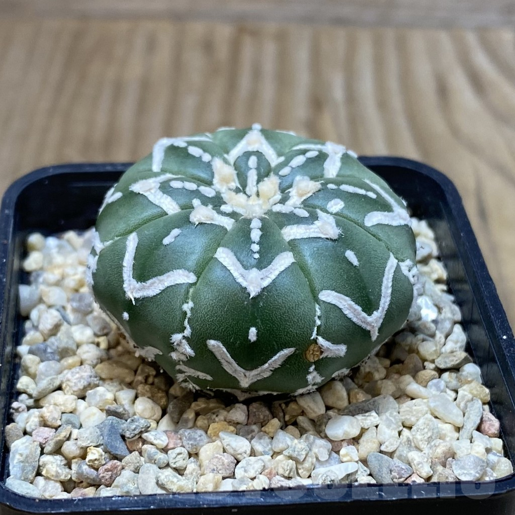 SH2580 Astrophytum asterias ‘Super Kabuto’ V-type f. nudum - Image 2