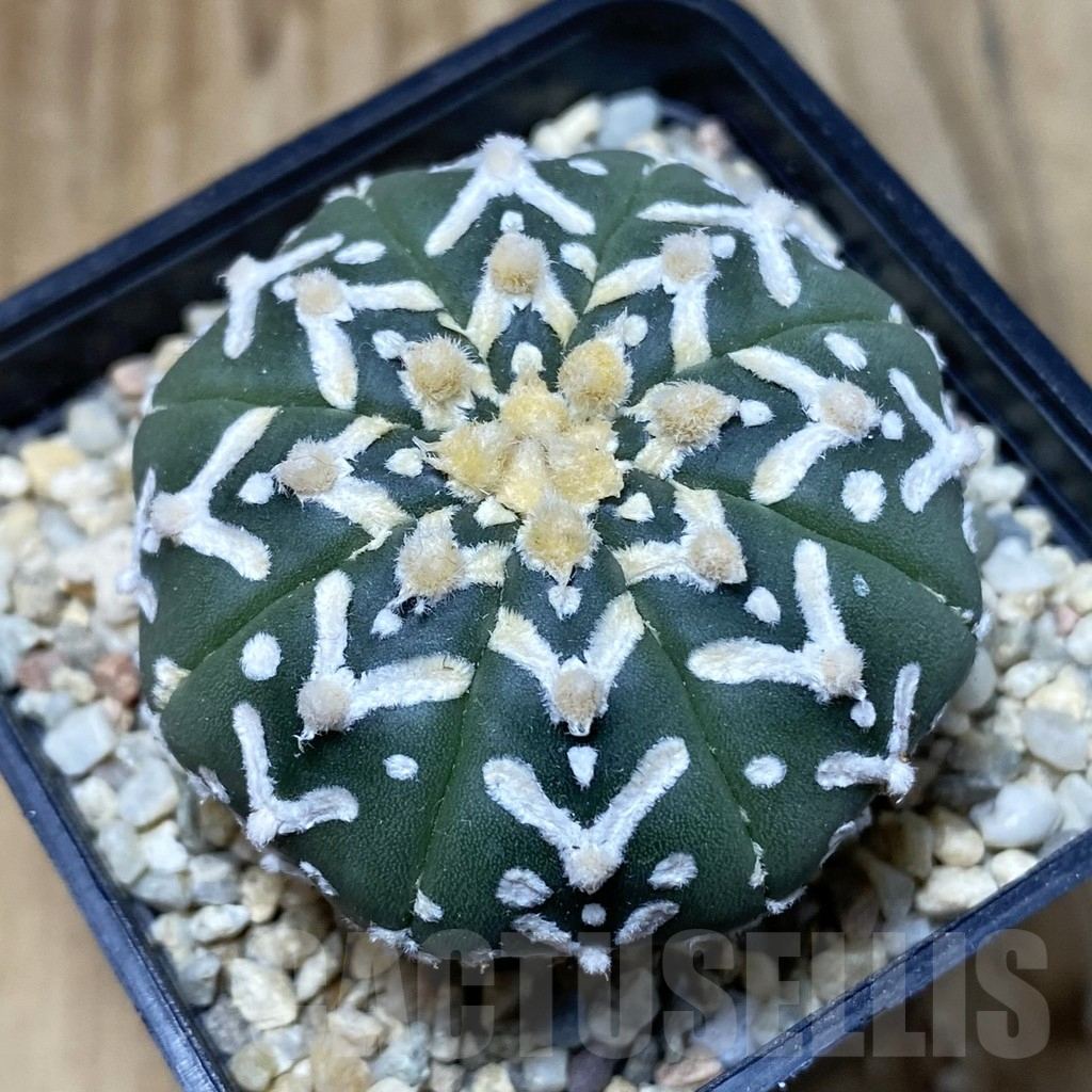 SH2581 Astrophytum asterias ‘Super Kabuto’ V-type f. nudum