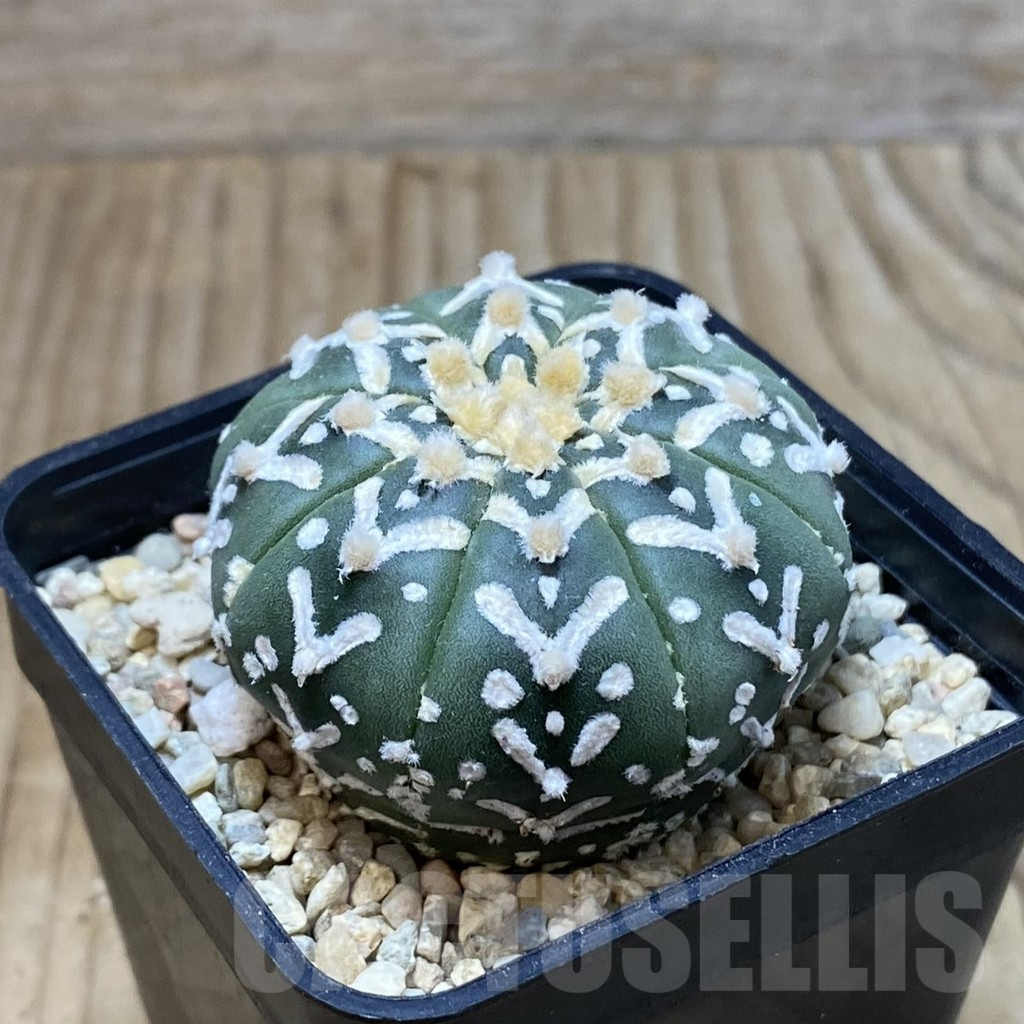 SH2581 Astrophytum asterias ‘Super Kabuto’ V-type f. nudum - Image 2