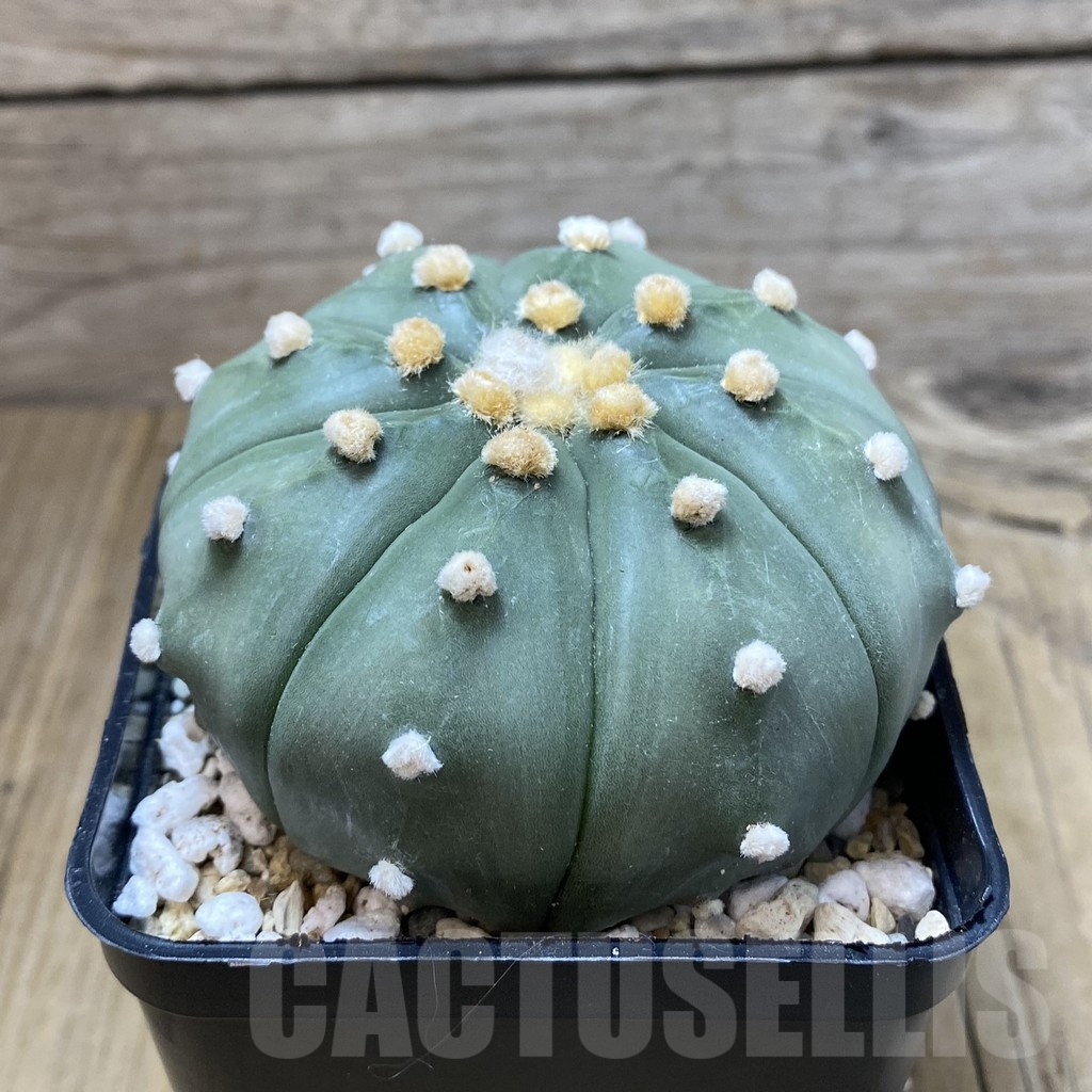 SH2556 Astrophytum asterias ‘Super Kabuto’ ‘Akabana’ clon 9 - Image 3
