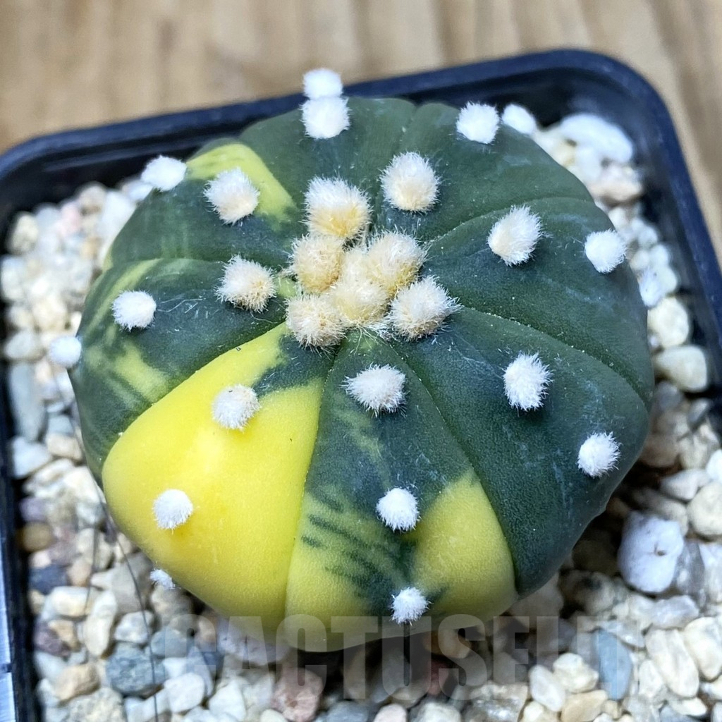 SH2585 Astrophytum asterias ‘Ooibo’ f. variegata