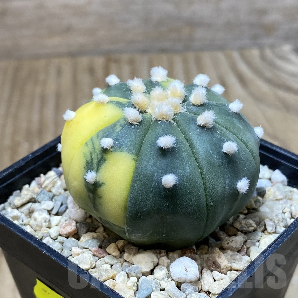 SH2585 Astrophytum asterias ‘Ooibo’ f. variegata - Image 2
