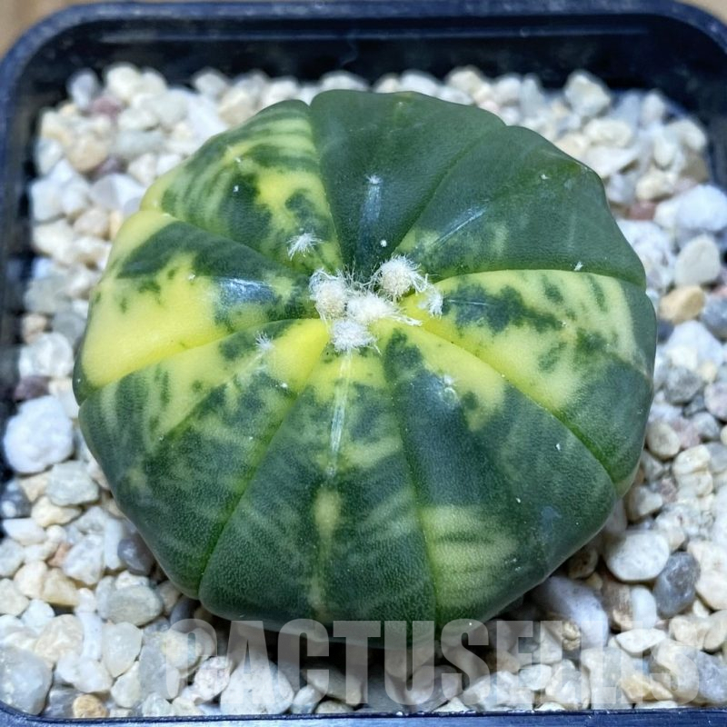 SH2643 Astrophytum asterias f. variegata