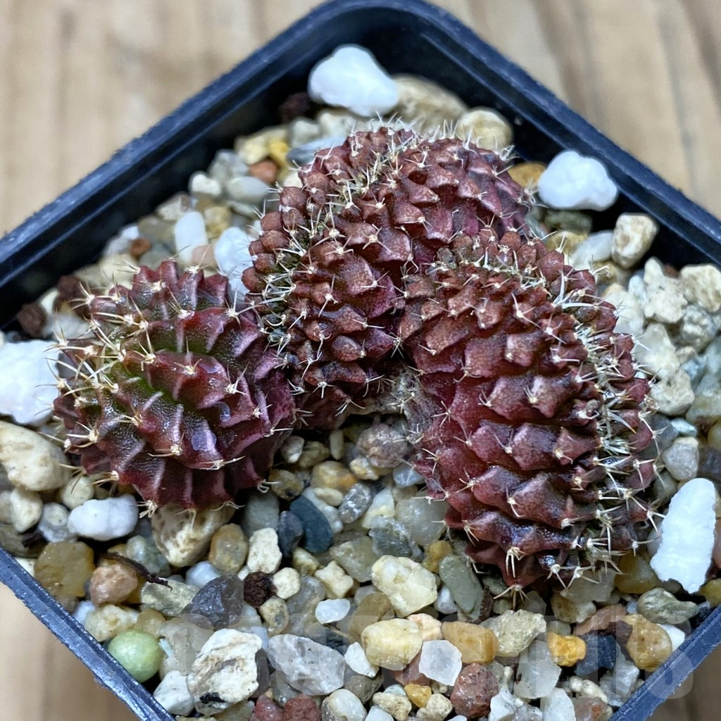 SH2616 Gymnocalycium mihanovichii f. cristata